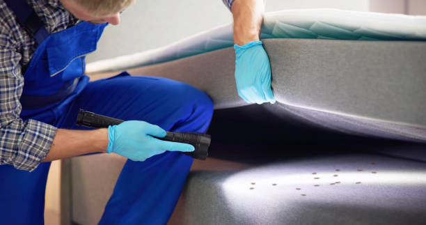 Best Wasp Removal Services  in Kalona, IA